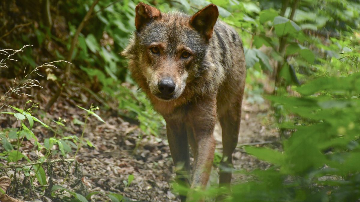 Jihlavská zoo dostala z Berlína vlka iberského, nahradí uhynulého samce